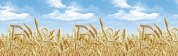 Кухонный фартук ПВХ Пшеница 600*3000