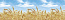 Кухонный фартук ПВХ Пшеница 600*3000